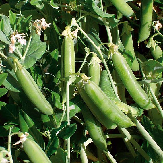 Pea 'Ambassador' - Seeds