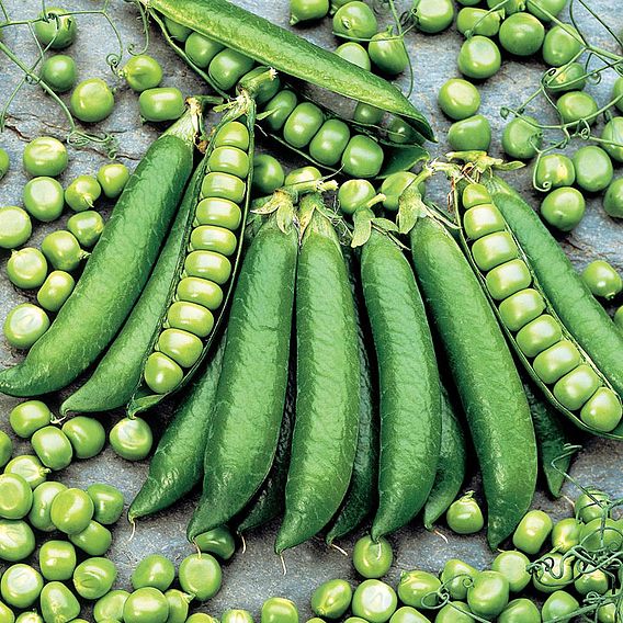 Pea 'Proval' - Seeds