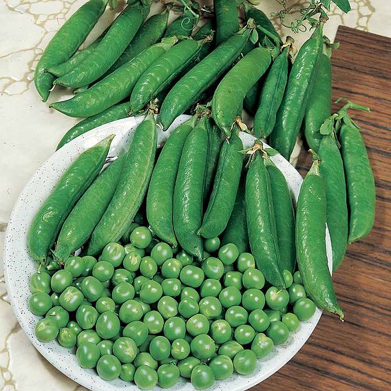 Pea 'Kelvedon Wonder' - Seeds