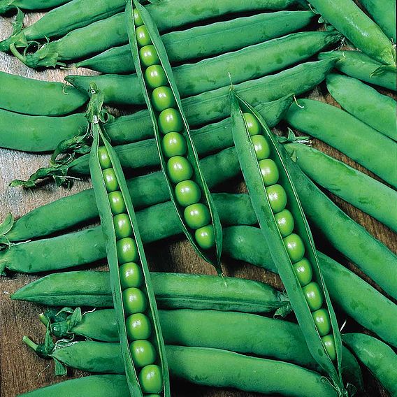 Pea 'Hurst Greenshaft' - Seeds