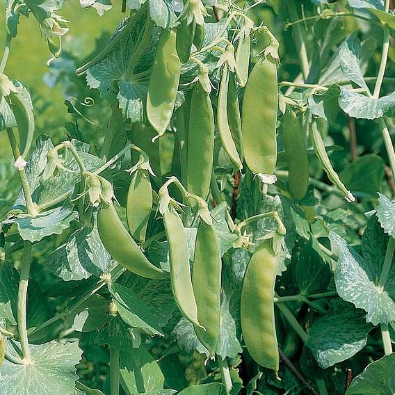 Pea 'Oregon Sugar Pod' - Seeds