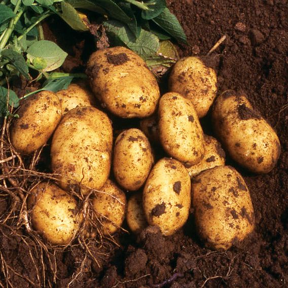 Seed Potatoes - Nicola 1kg (Late)