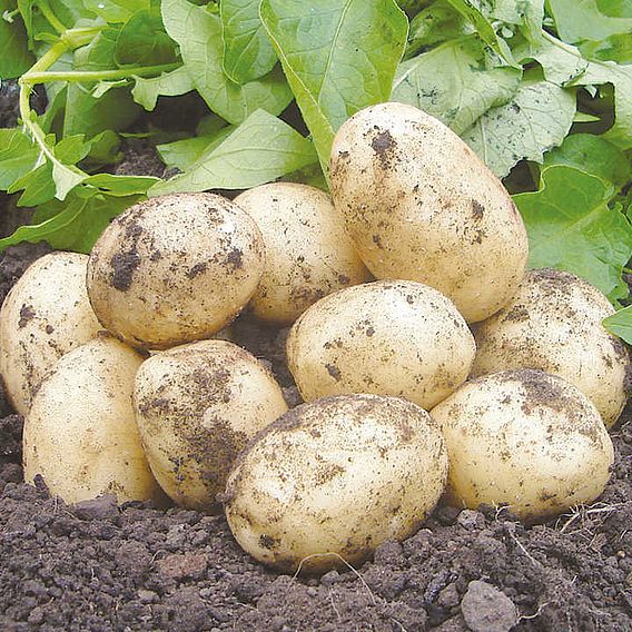 Seed Potatoes - Swift 1kg