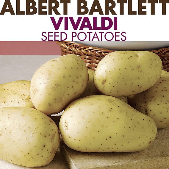 Seed Potatoes - Patio Potato Growing Kit