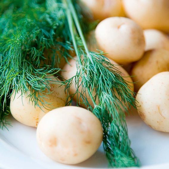 Dill - Herb Seeds