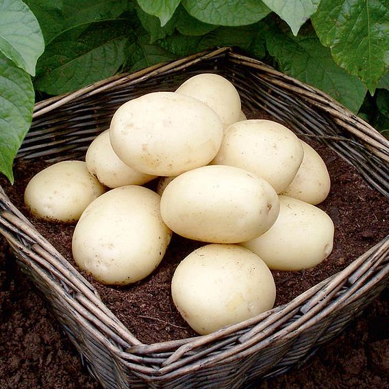 Seed Potatoes - Casablanca 1kg