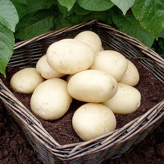 Seed Potatoes Organic Casablanca 1kg