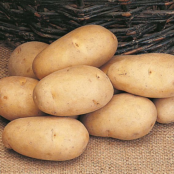 Potato 'Maris Piper'