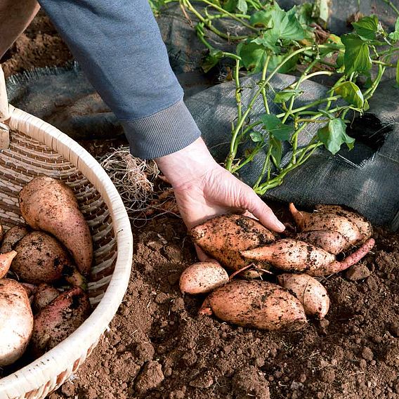 Sweet Potato Plants - Beauregard (Organic)