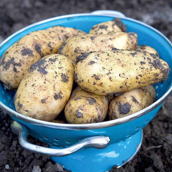 Potato 'Charlotte' (Second Cropping)