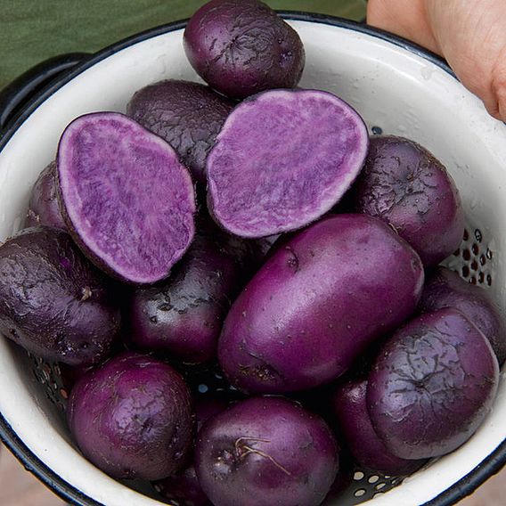 Seed Potatoes - Purple Majesty 1kg