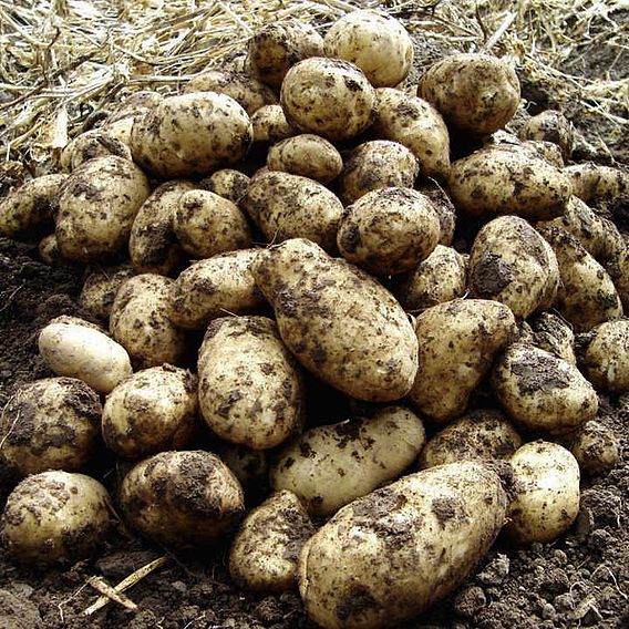 Suttons Potato Patio Kit