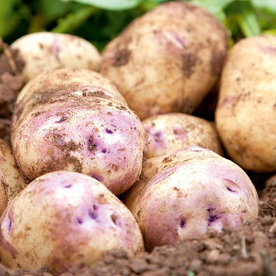 Seed Potatoes - Kestrel