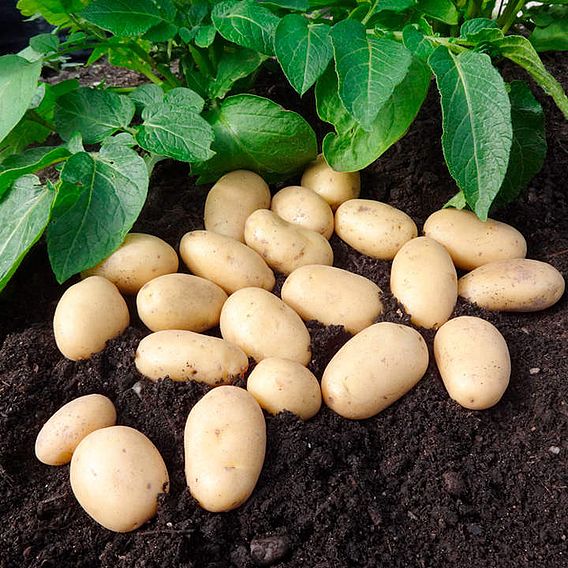 Seed Potatoes - Jazzy 1kg