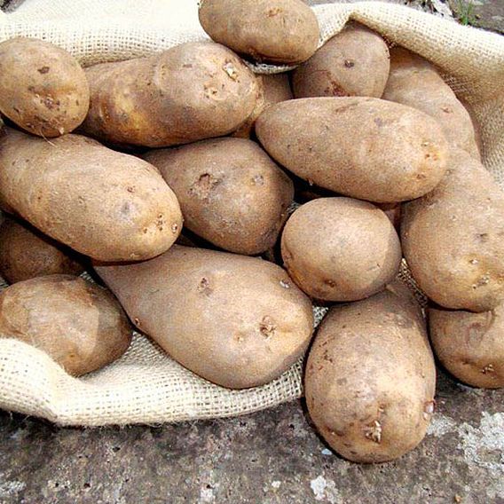 Potato 'Golden Wonder'