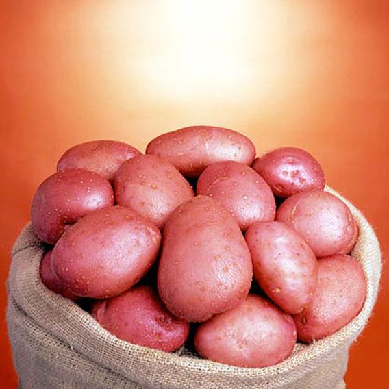 Potato 'Setanta'