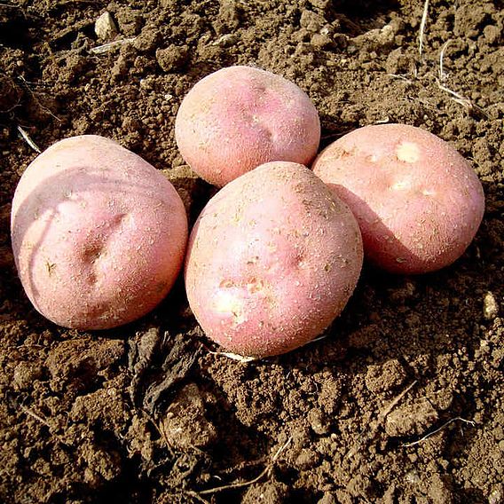 Potato 'Setanta'