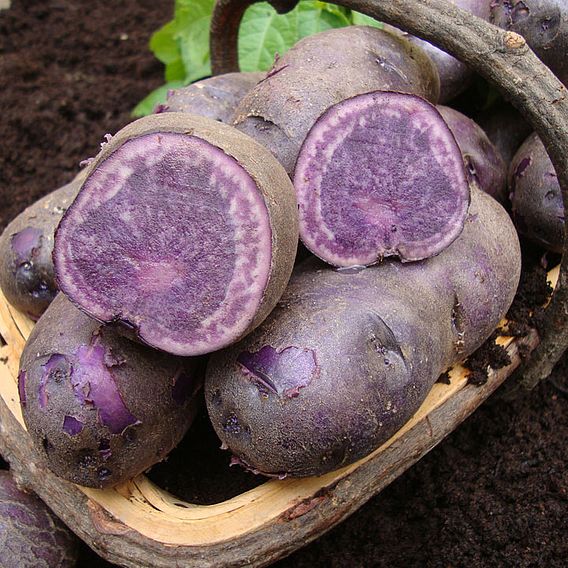 Seed Potatoes - Salad Blue (Early Maincrop)
