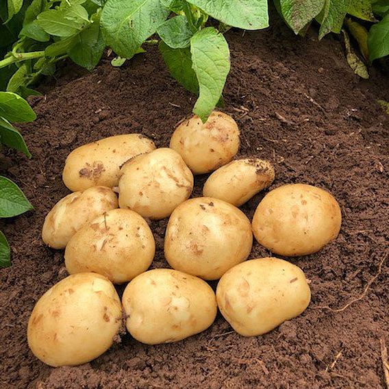 Potato Accoustic