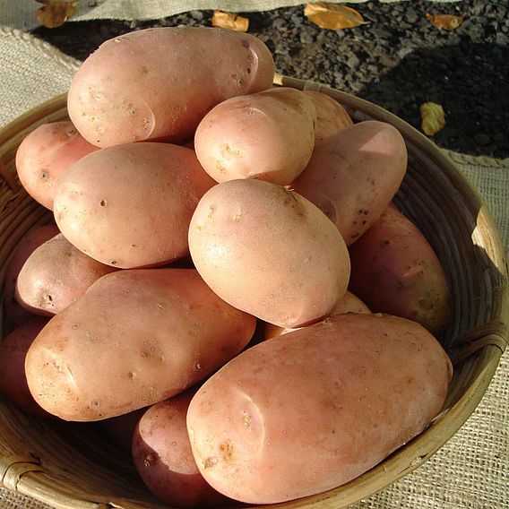 Seed Potatoes - Stemster (Maincrop)