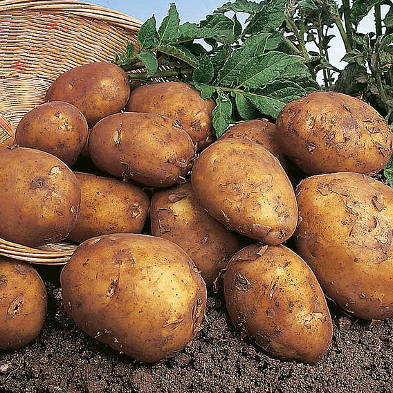 Seed Potatoes - Rocket 1kg