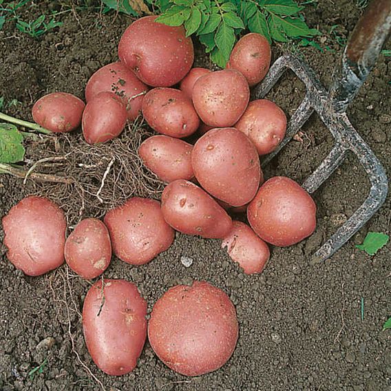 Seed Potatoes - Red Duke of York
