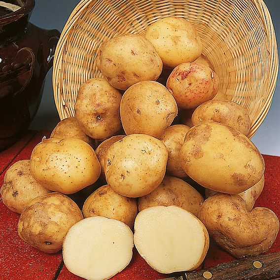 Potato Blight Tolerant Collection