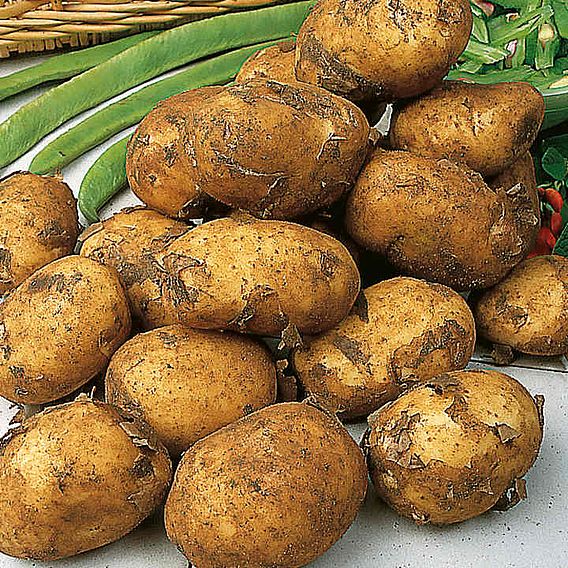 Potato Must Have Collection