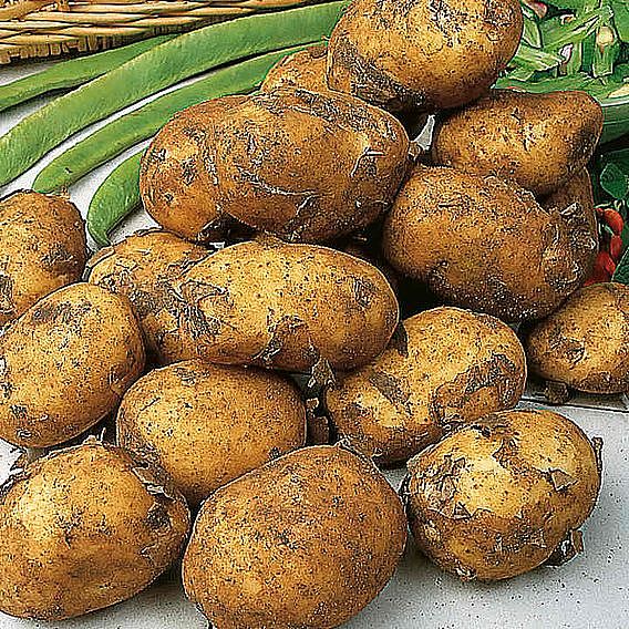 Seed Potato Organic Maris Peer 1Kg