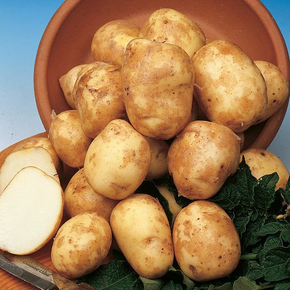 Seed Potatoes - Pentland Javelin