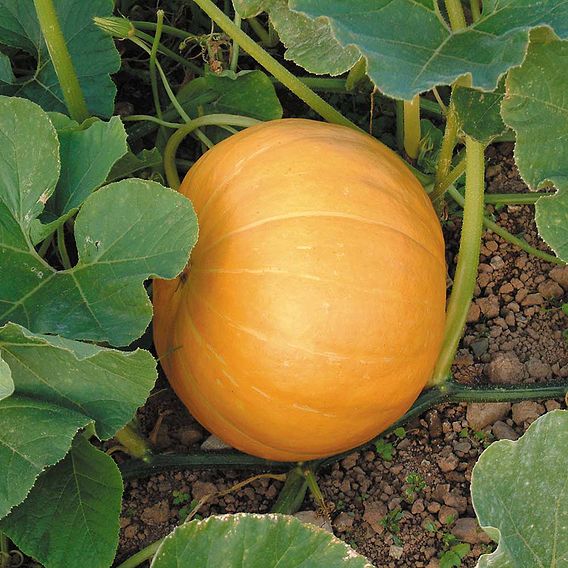 Pumpkin 'Crafty Pumpkin (Hundredweight)' - Seeds