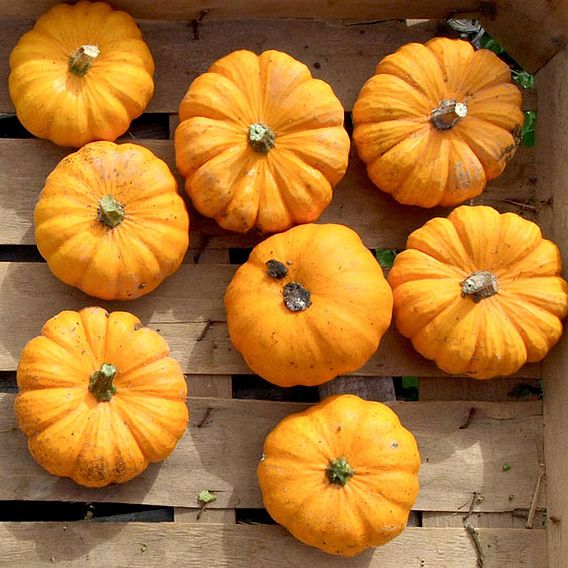 Pumpkin (Organic) Seeds - Jack Be Little