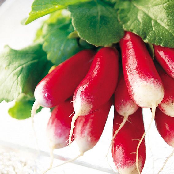 Radish 'French Breakfast' - Seed Tape