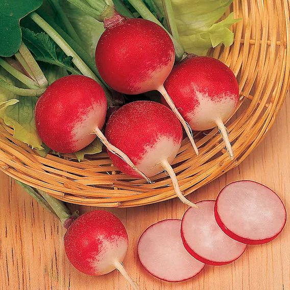 Radish 'Sparkler 3' - Seeds