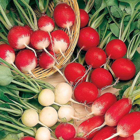 Radish 'Rainbow Mix' - Seeds