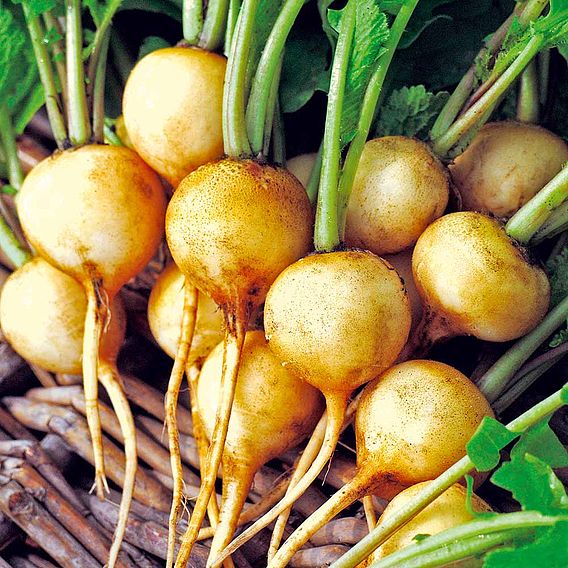 Radish 'Rainbow Mix' - Seeds