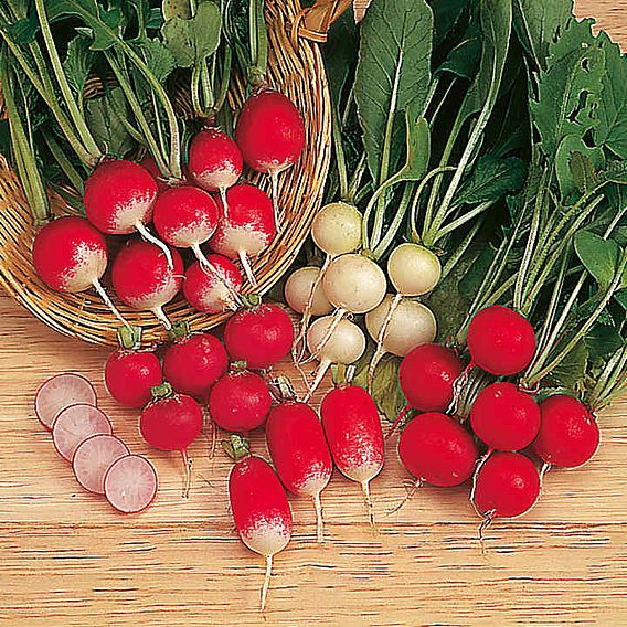 Radish 'Rainbow Mix' - Seed Tape