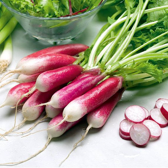 Radish 'French Breakfast 3' - Seeds