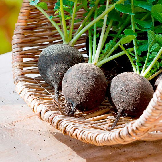 Radish 'Black Spanish Round' - Seeds