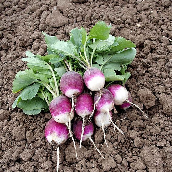Radish 'Diana' - Seeds