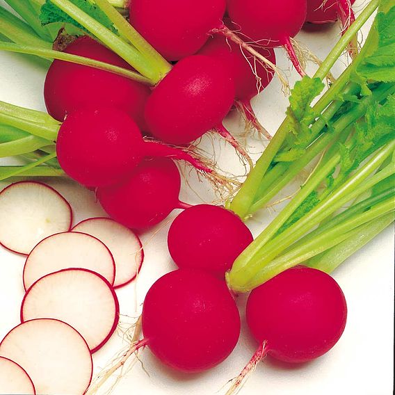 Radish Seeds - Scarlet Globe