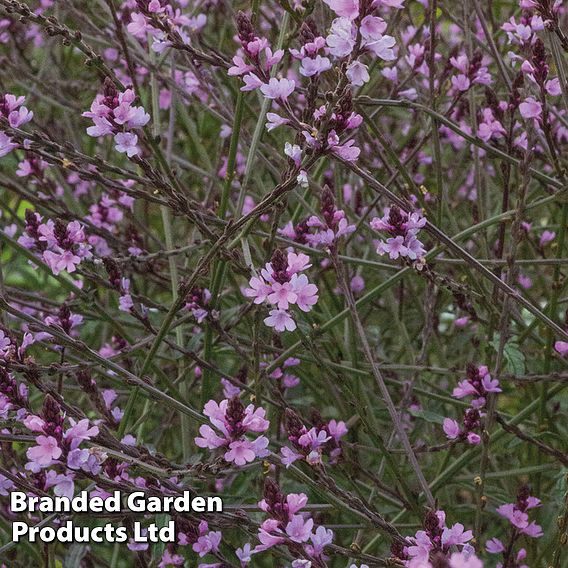 Verbena officinalis var. grandiflora 'Bampton'