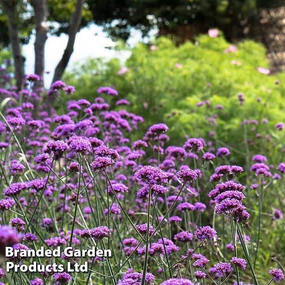 Verbena bonariensis