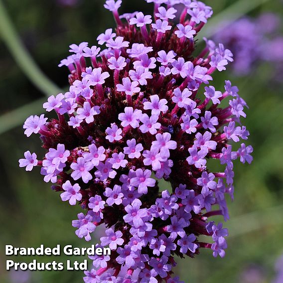 Verbena bonariensis