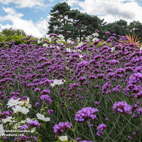 Perfect Perennial Collection
