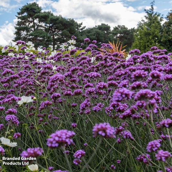Perfect Perennial Collection