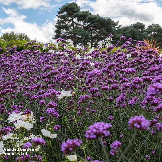 Sunset Perennial Collection