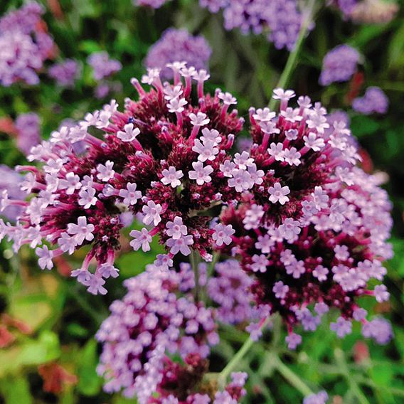 Verbena 'Buenos Aires'