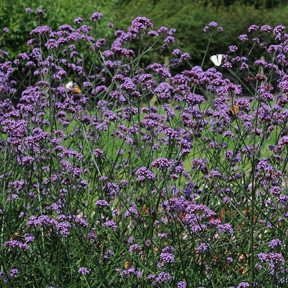 Verbena 'Buenos Aires'