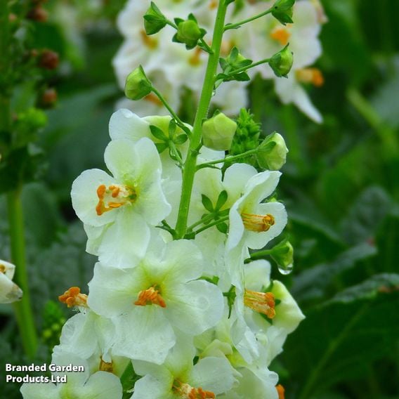 Verbascum phoeniceum 'Flush of White'